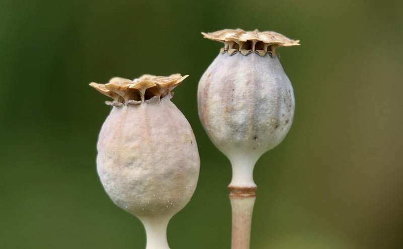 Seed Saving Guide