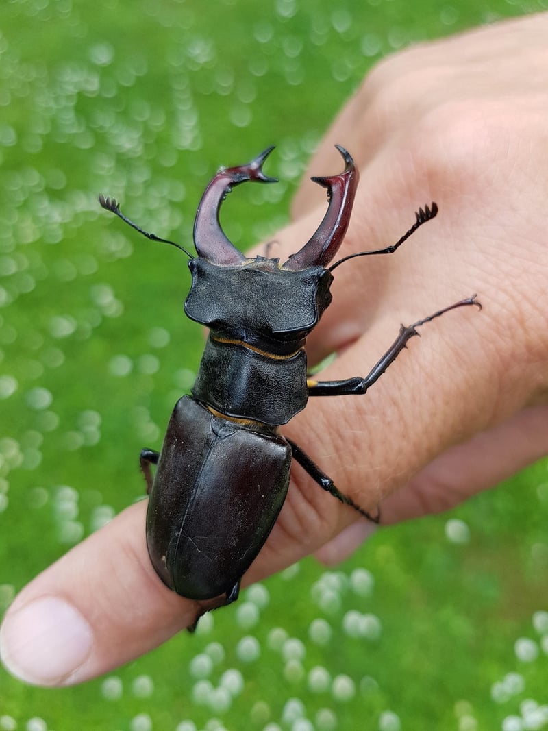 Ground Beetles