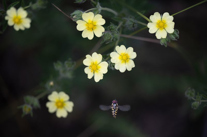 Hoverflies