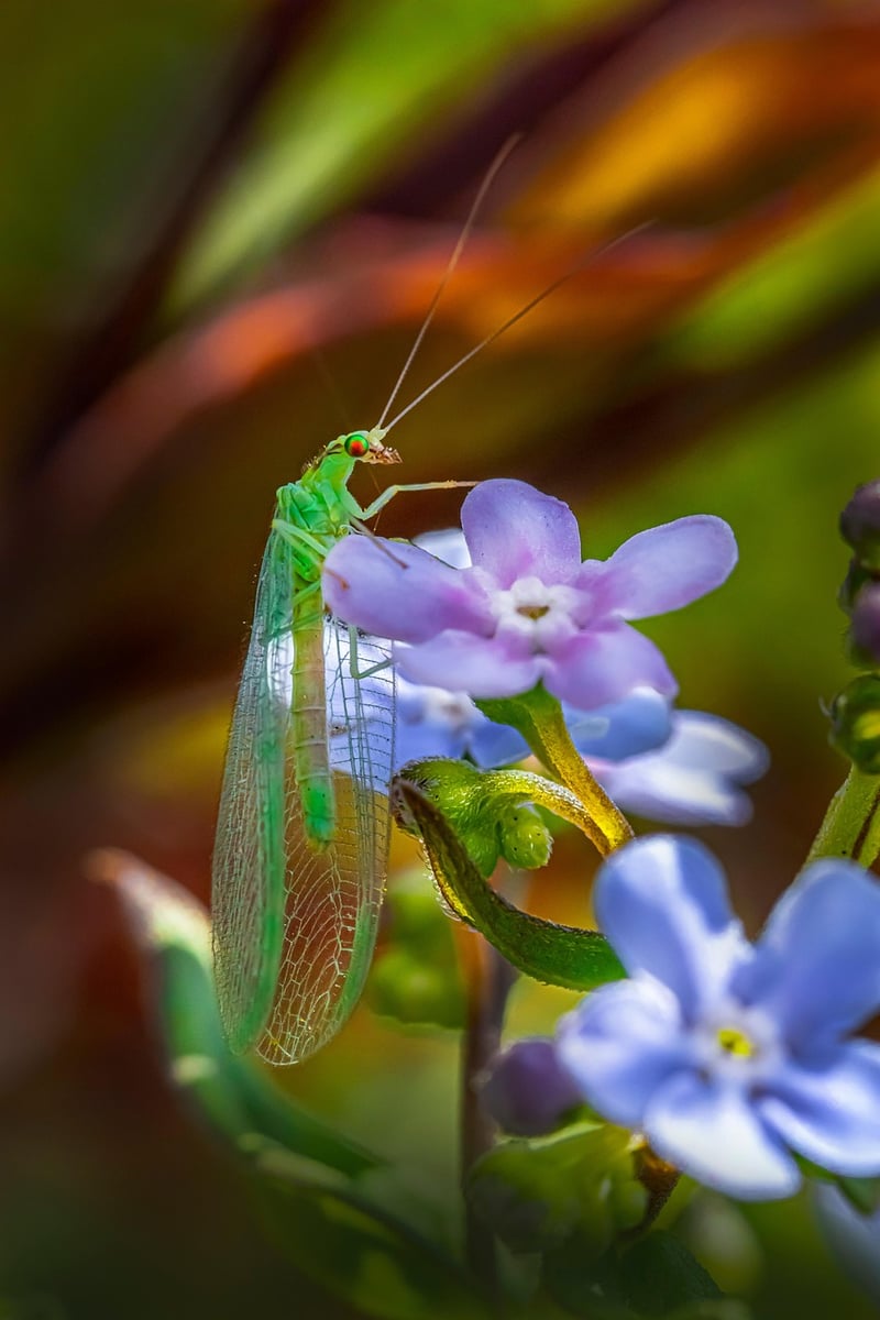 Lacewings